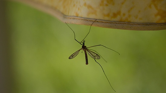 Lumière sur un nuisible : le moustique