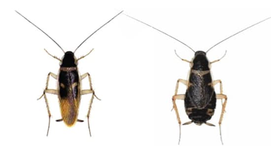 Male and Female Brown-banded Cockroach