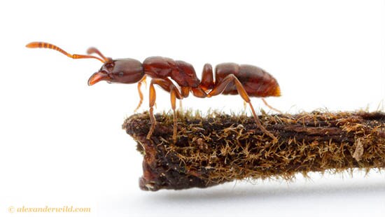 Understanding Ant behavior 