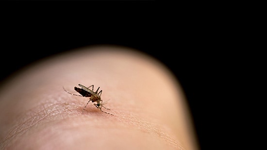 Protecting against Mosquito Bites