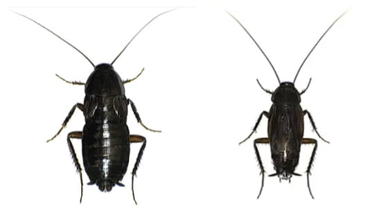 Female and Male Oriental Cockroach