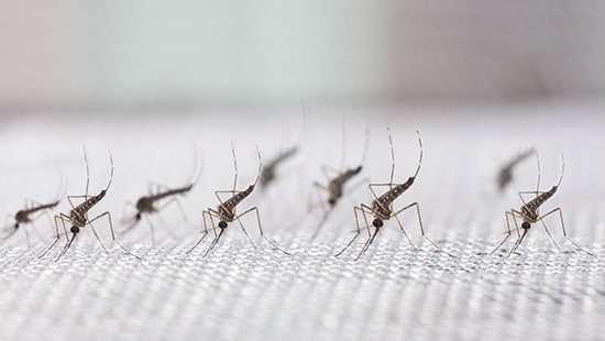 Les types de moustiques communs