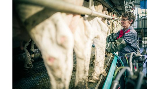A person is working in a dairy farm, attaching milking equipment to cows.