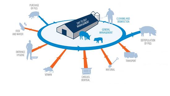 Infographic of pig farm biosecurity showing a central barn with pigs and arrows indicating management activities and external disease risk sources.