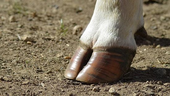 Cow hoof