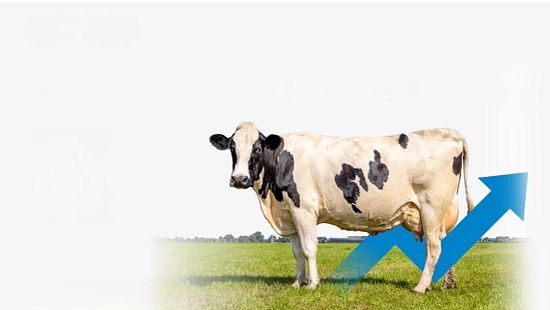 A black and white cow stands on a grassy field with a blue upward arrow behind it.