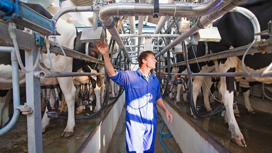 Expert monitoring cows in dairy farm.