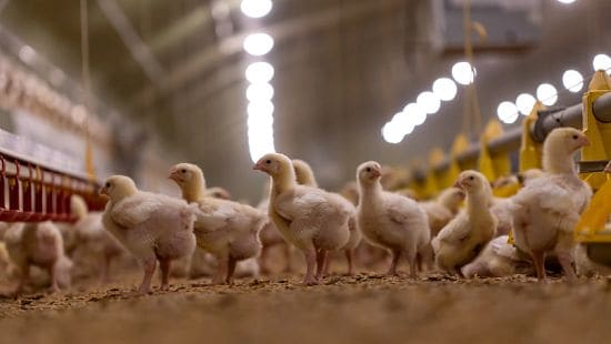Chicks gathered on the floor of a brightly lit poultry farm with feeding equipment in the background.