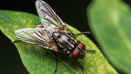 Close up of house fly on a leaf.
