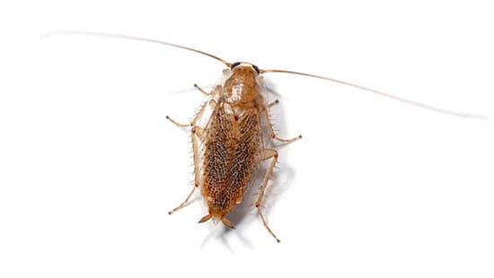 A type of Garden Cockroach