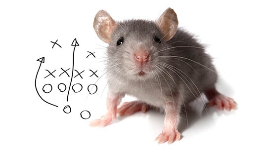 Répulsif anti rongeur ( rat, souris) - Rats - Docteur Nuisibles