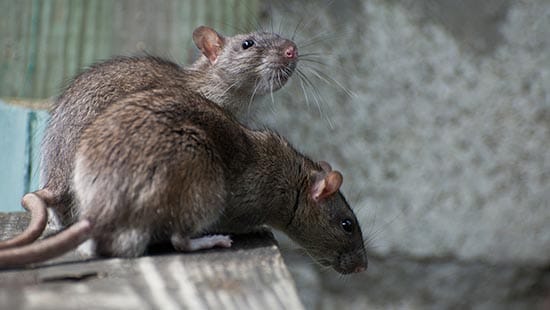 deux surmulots (RATTUS NORVEGICUS) font partie des espèces de rongeurs communes