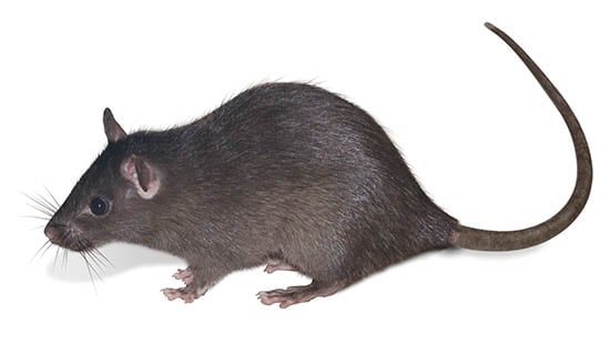 LE RAT NOIR (RATTUS RATTUS) est un rongeur commun